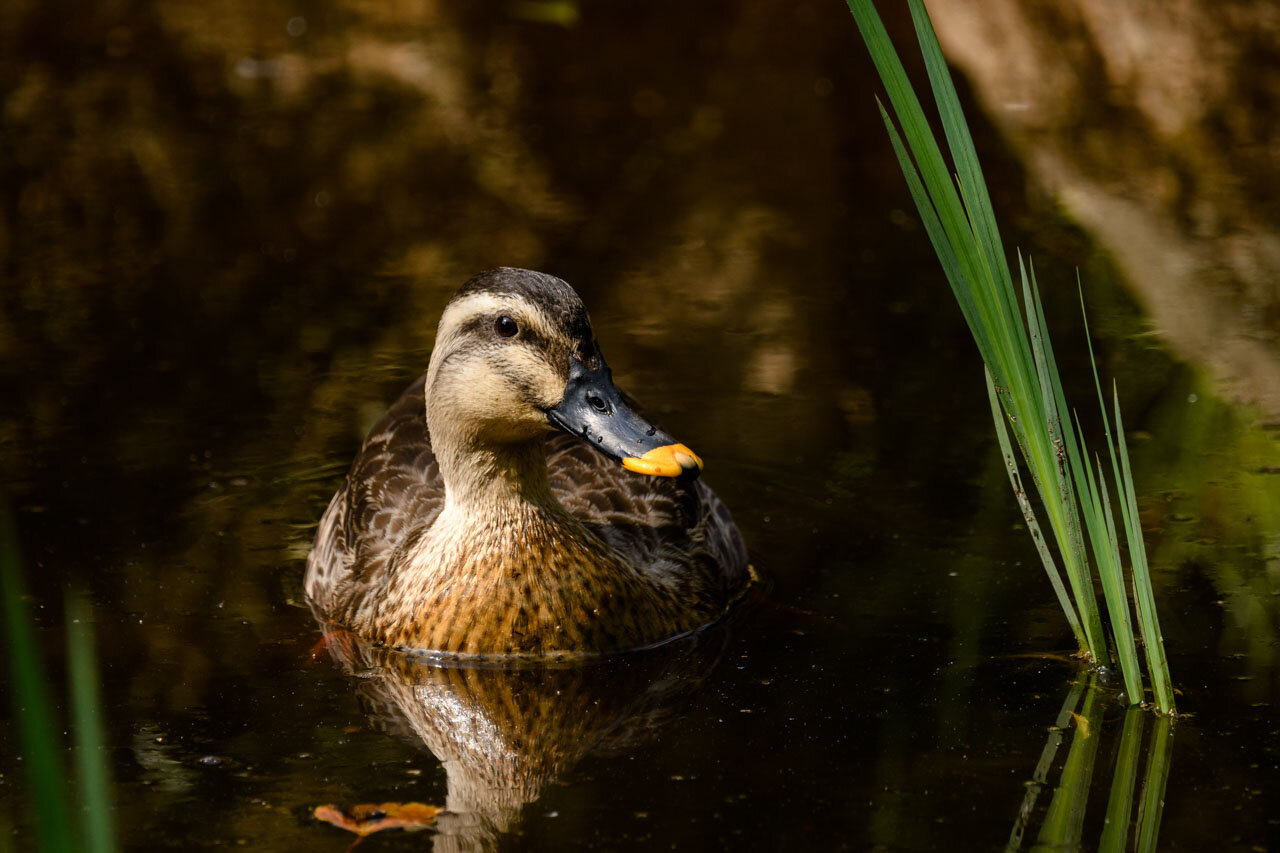 カルガモ Eastern Spot-billed Duck