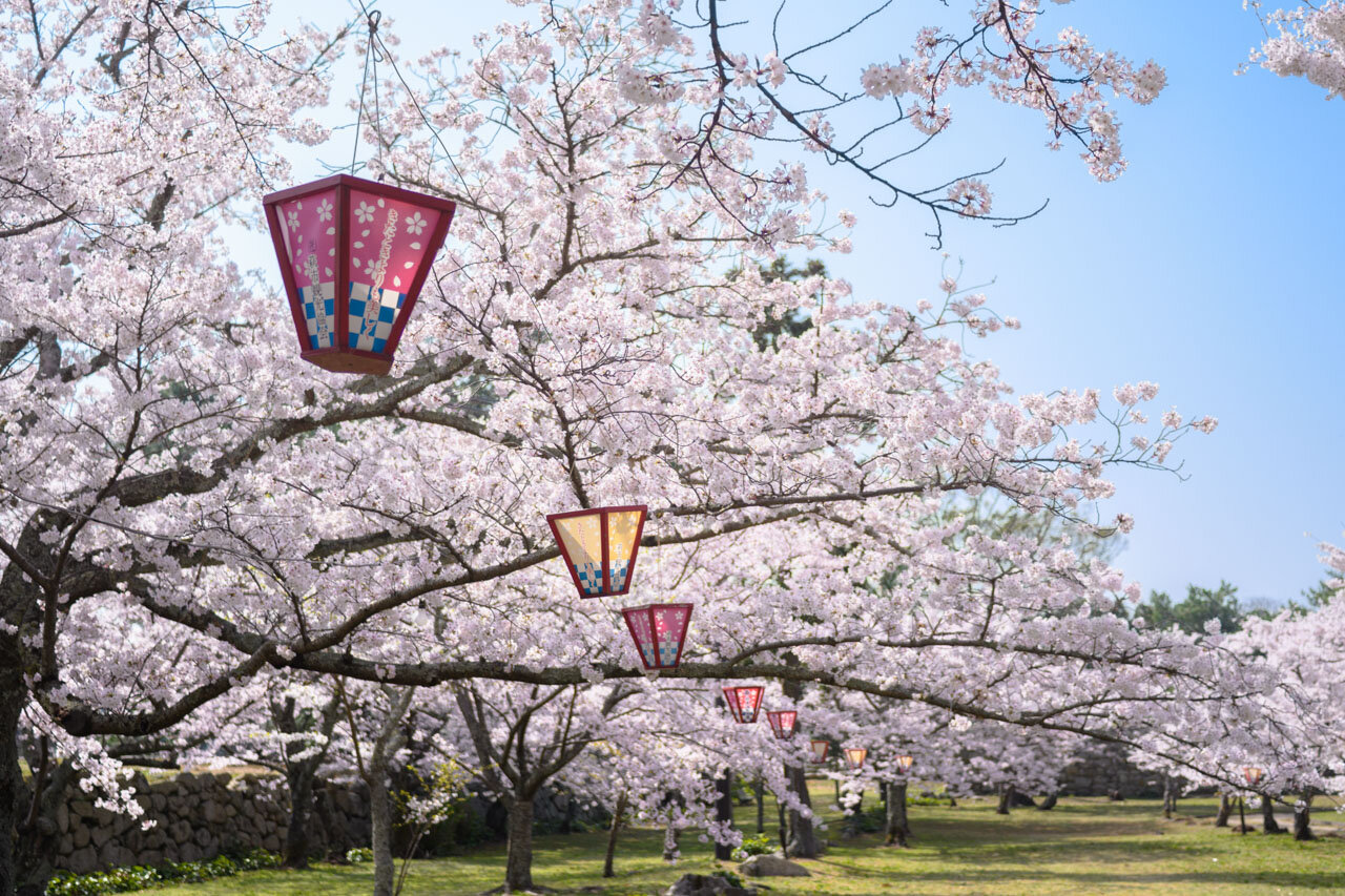 桜 Cherry blossoms