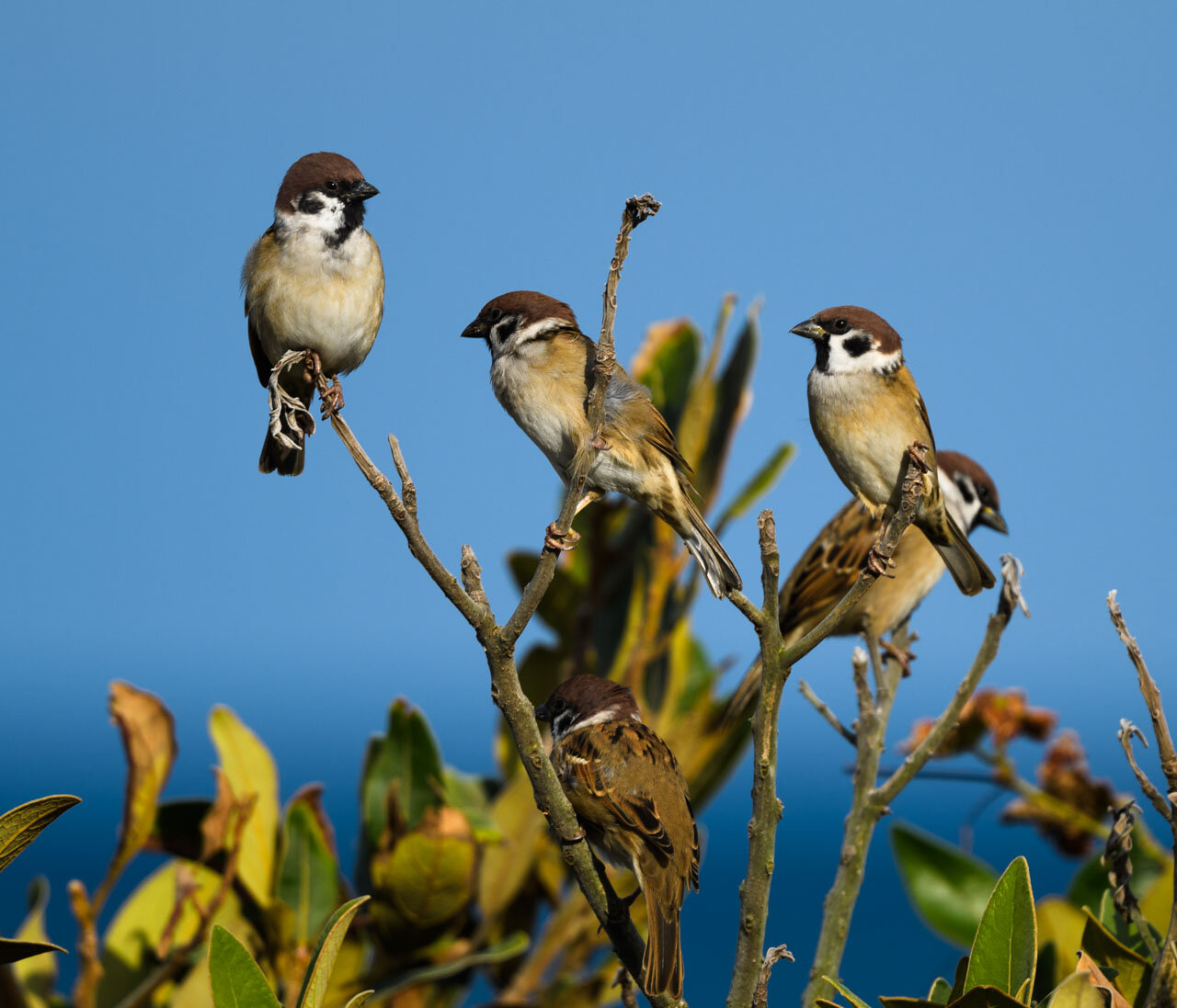スズメ Sparrows