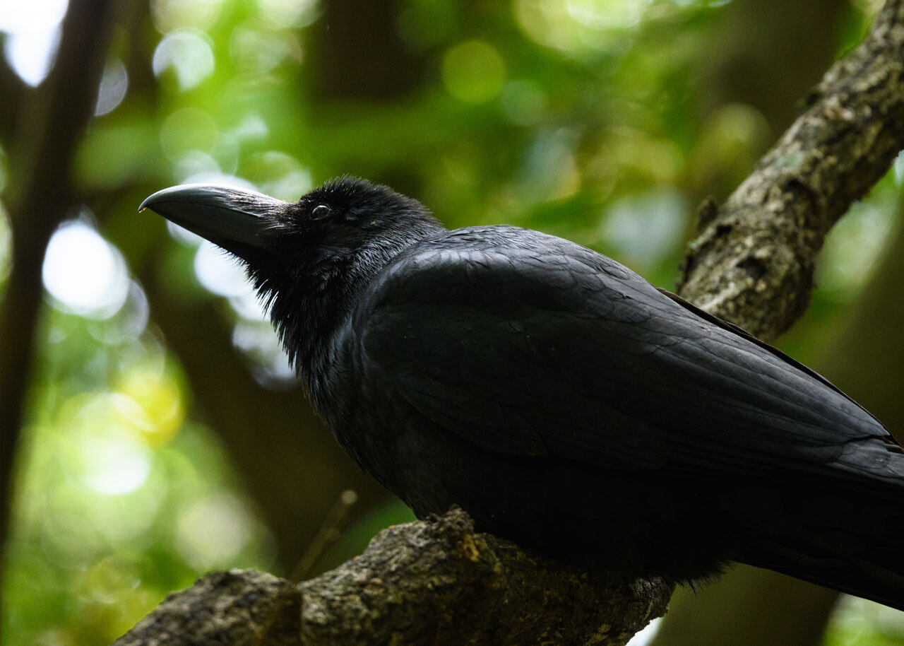 ハシブトガラス Large-billed Crow