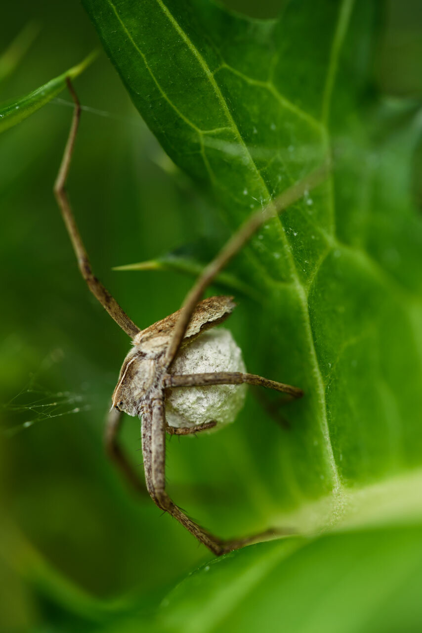 卵を抱くクモ Spider holding eggs