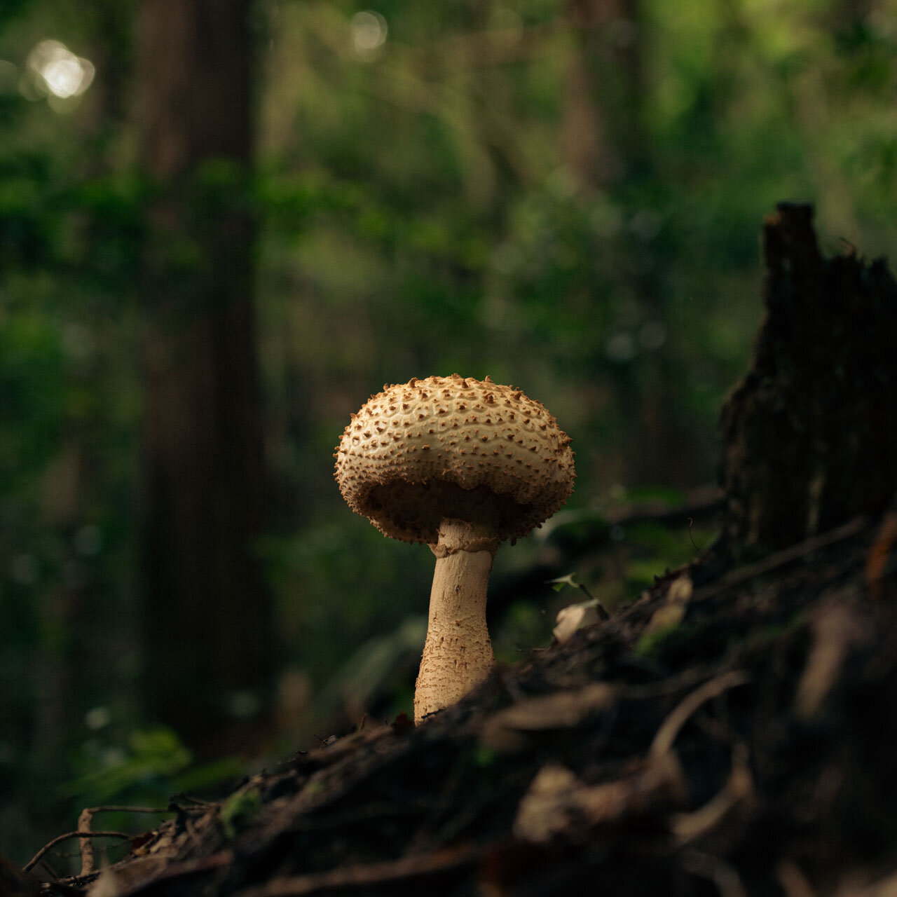 キノコ Mushroom