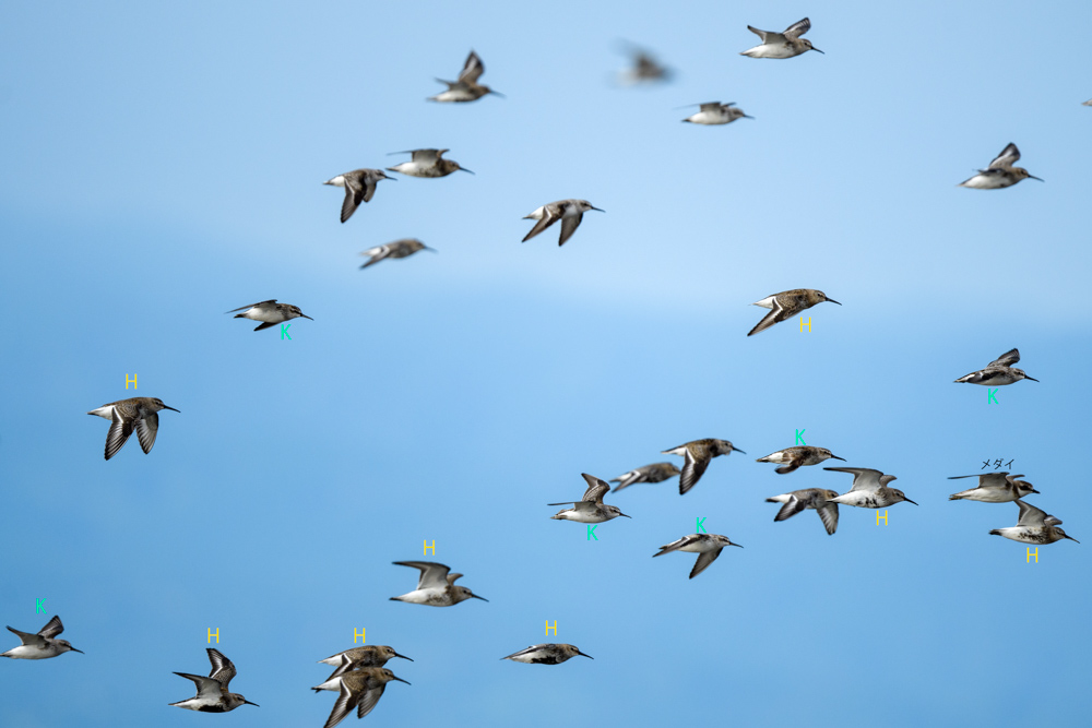 flying flock of Dunlins and Broad-billed Sandpipers