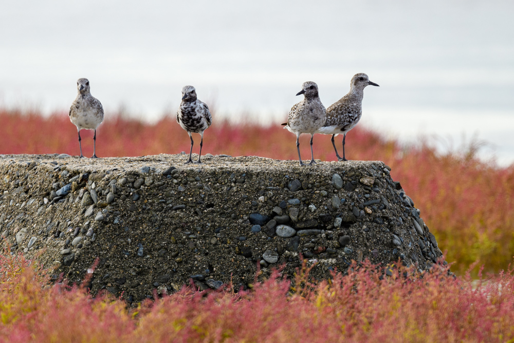 Four Grey Plovers standing on a block surrounded by Suaeda japonica