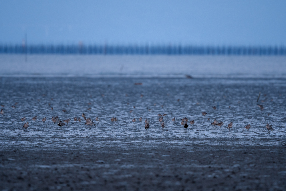 東よか干潟の鳥たち birds in Higashi-yoka tidal flats