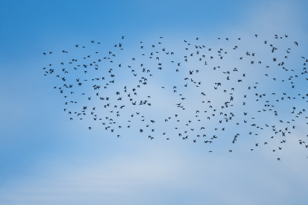 青空を背景に飛ぶシギ、チドリの1000羽ほどの群れ