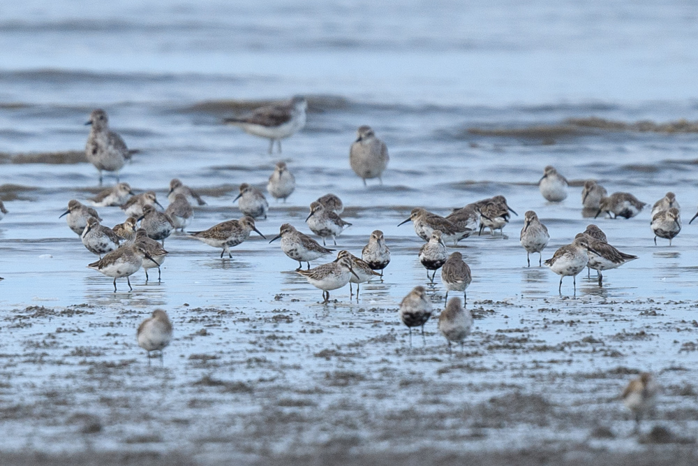 A group of Dunlins at the beach before dawn