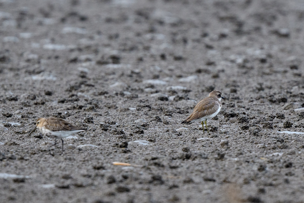 Greater Sand Plover