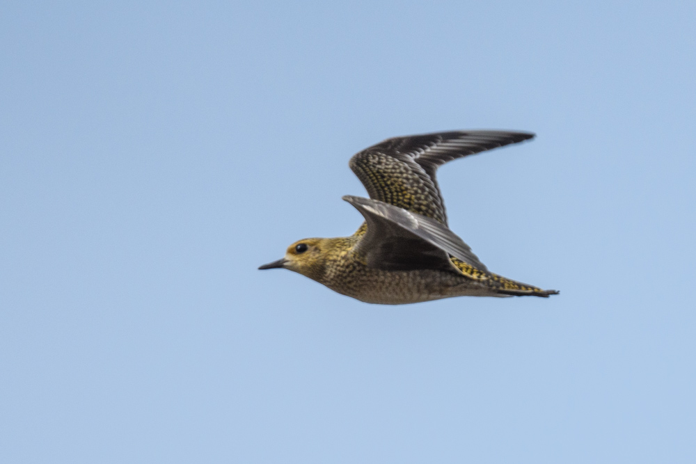 a flying Golden Plover