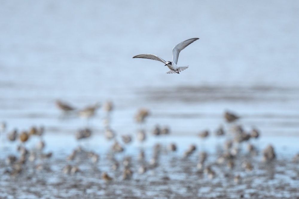 a flying Common Tern