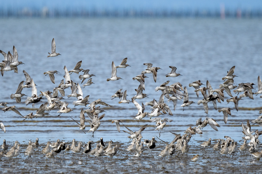 Flocks of Great Knots and others landing on the tidal flat