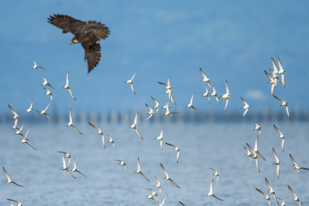A flock of Dunlins in flight and a falcon spreading its wings behind them