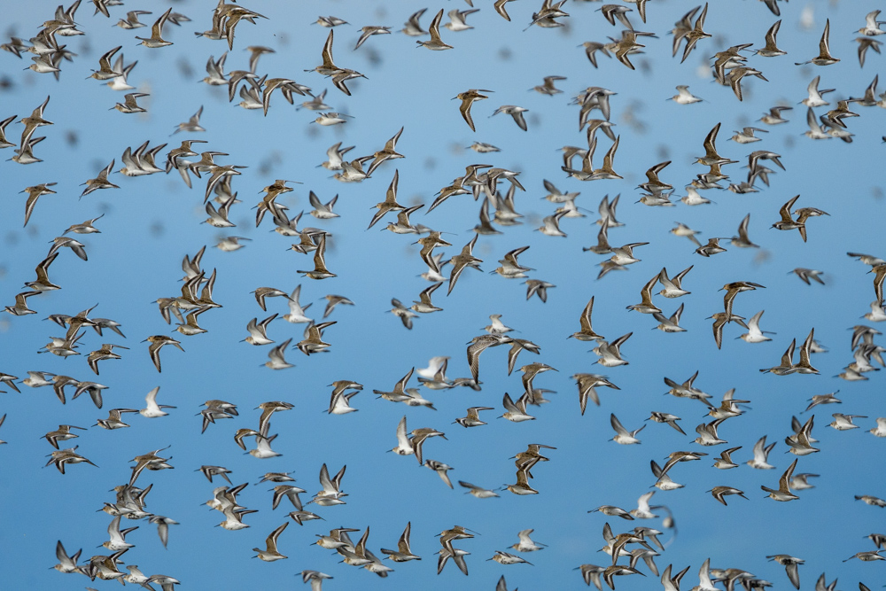 Mixed flock of sandpipers in flight