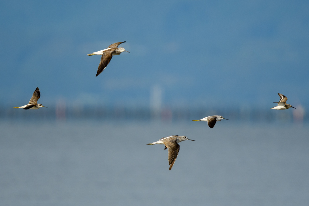 Common Greenshank and Marsh Sandpiper flying side by side