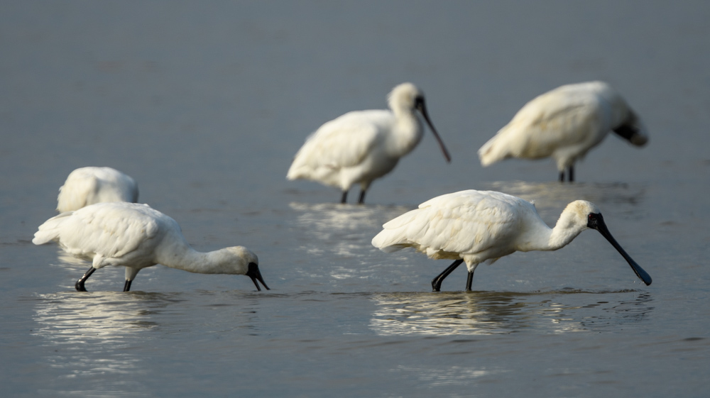 A flock of Black-faced Spoonbills foraging side by side on the shore