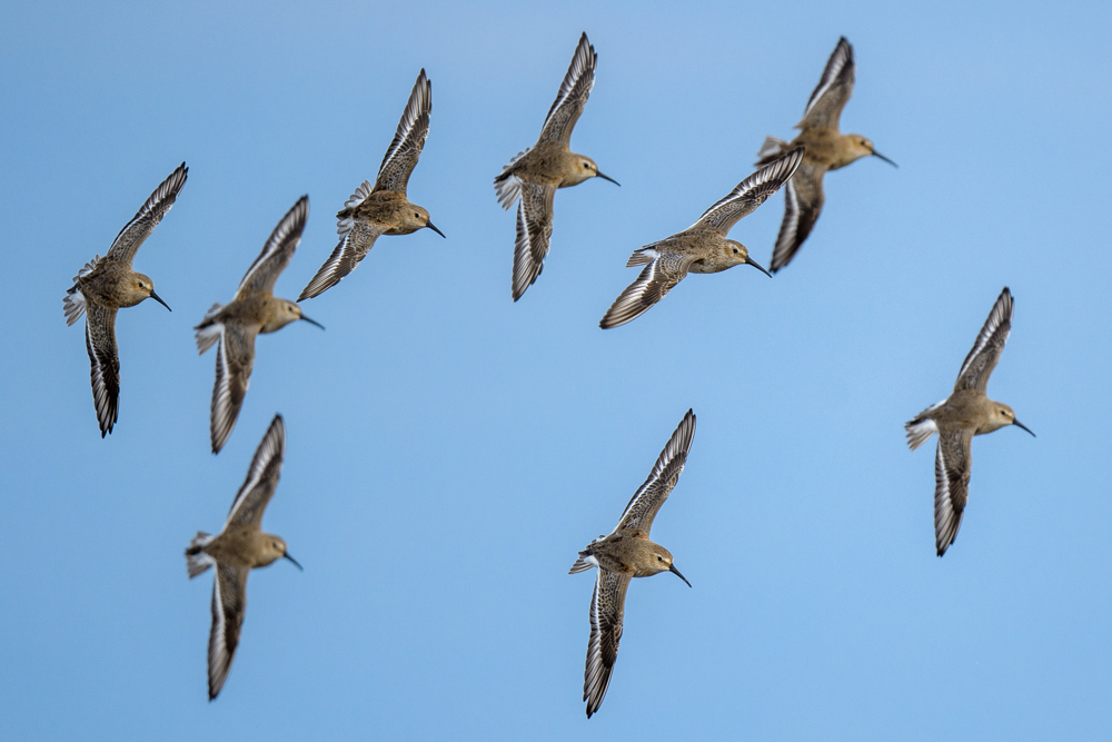 A flock of Dunlins flying side by side against a blue sky