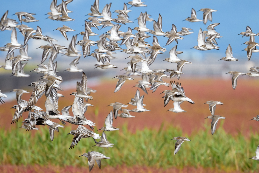 A flock of sandpipers in flight against a backdrop of Suaeda japonica