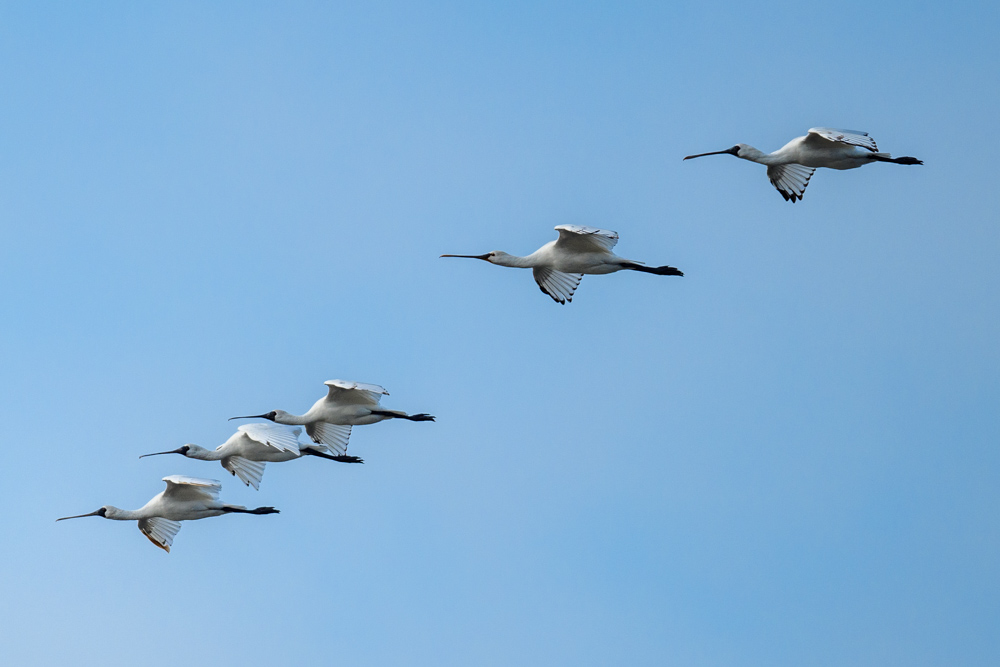 Black-faced spoonbills flying in formation, with one Eurasian Spoonbill in between