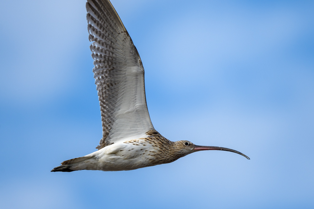 flying Eurasian Curlew