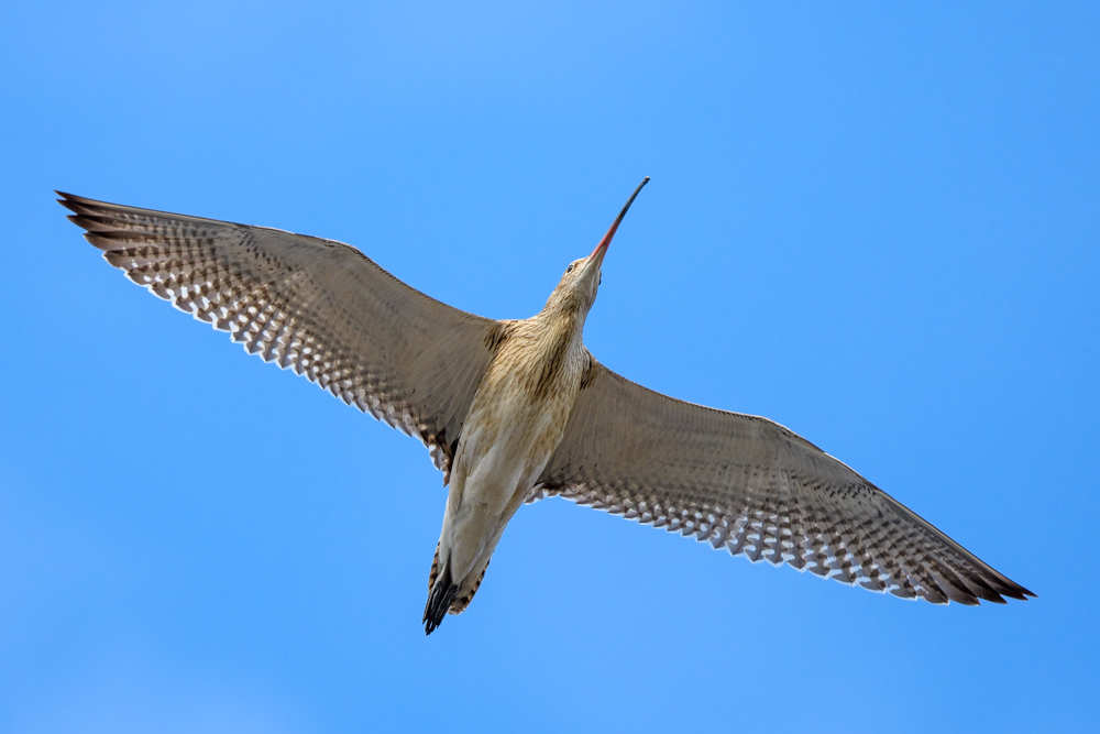 flying Eurasian Curlew