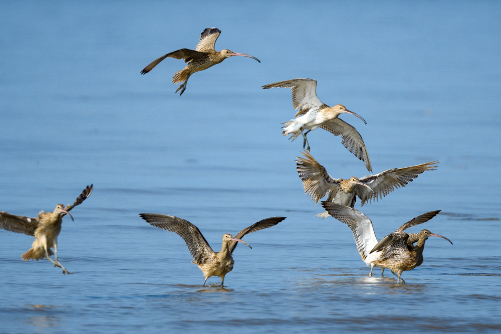 A group of Far Eastern Curlews and Eurasian Curlews landing on the water