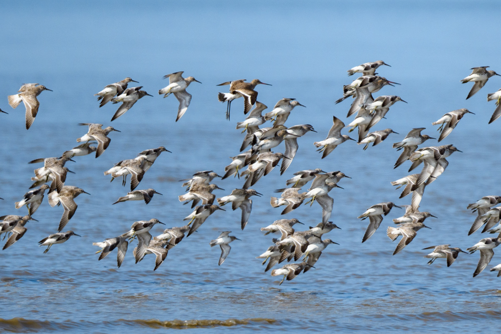 A flock of Great Knots in flight. A Black-tailed Godwit is mixed in with them.