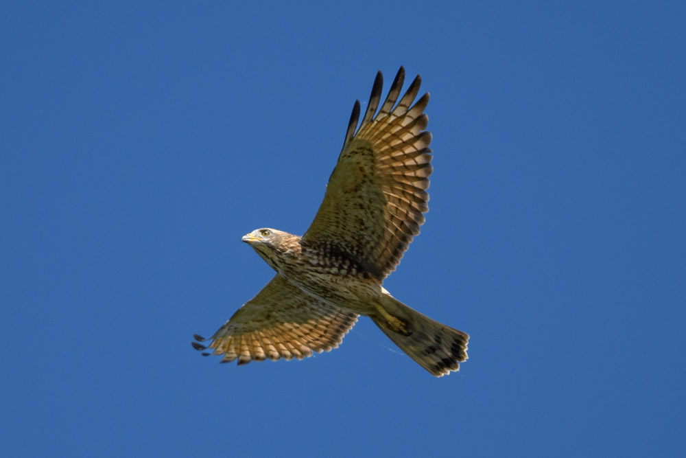 flying Grey-faced Buzzard-eagle