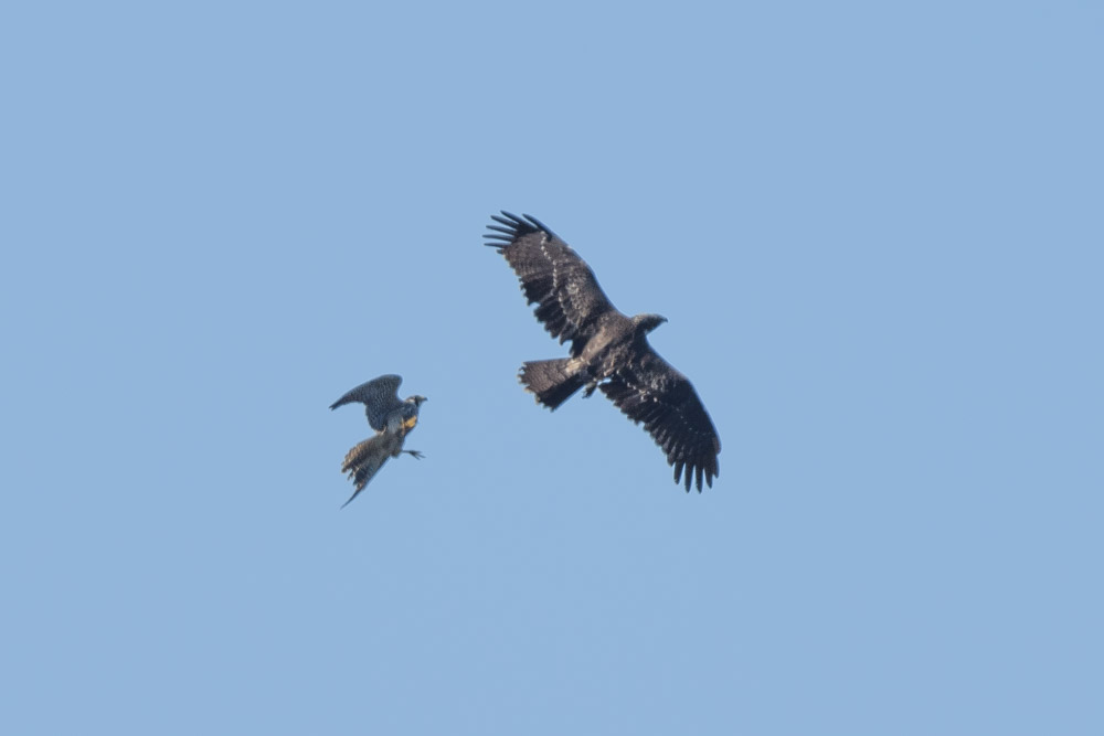 the Honey Buzzard was being chased by a falcon