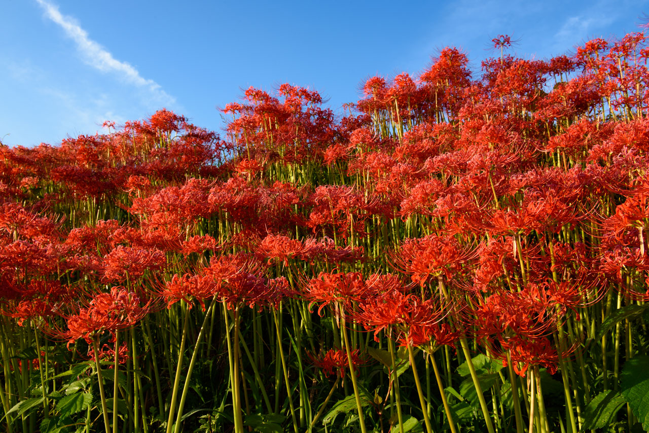 Red Spider Lily with the blue sky