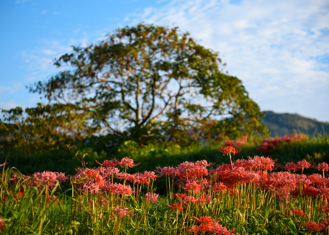 a landscape of Red Spider Lily