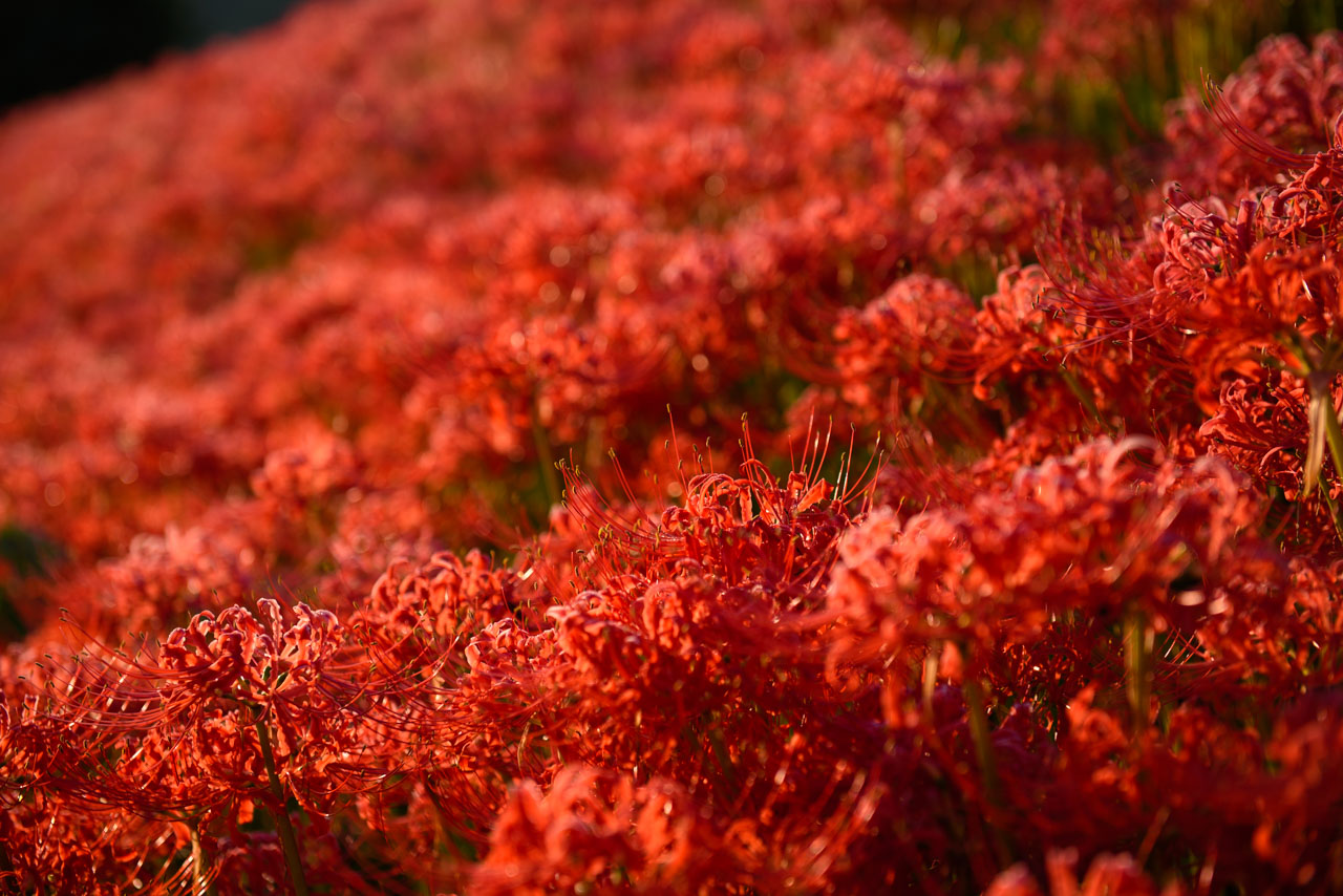 Close-up of cluster of Red Spider Lily