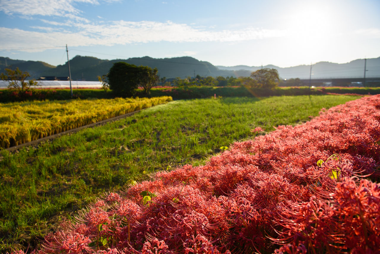 Morning sun, rice paddies, and Red Spider Lily