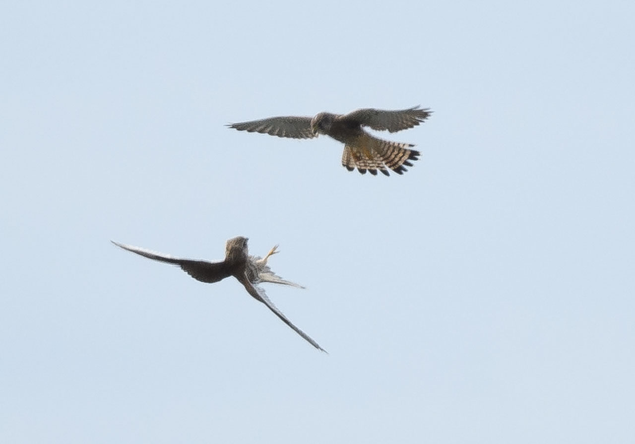 Skirmishing two kestrels