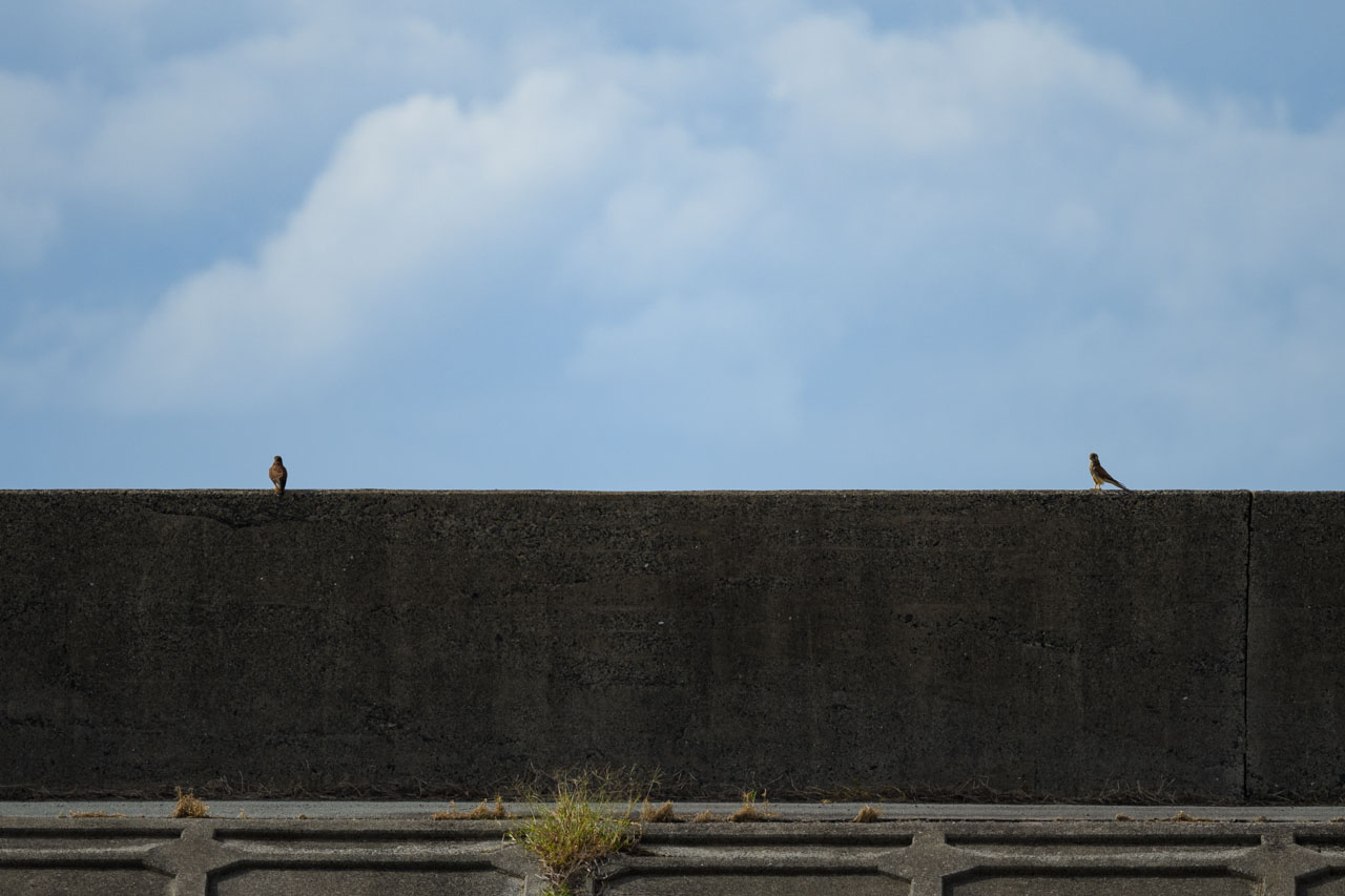 Two kestrels stop skirmishing and rest on a block on the embankment