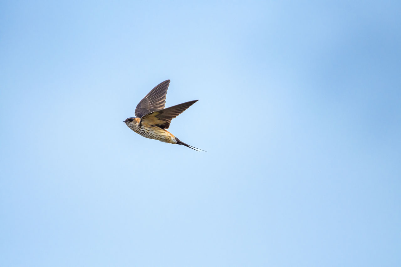 A Red-rumped Swallow