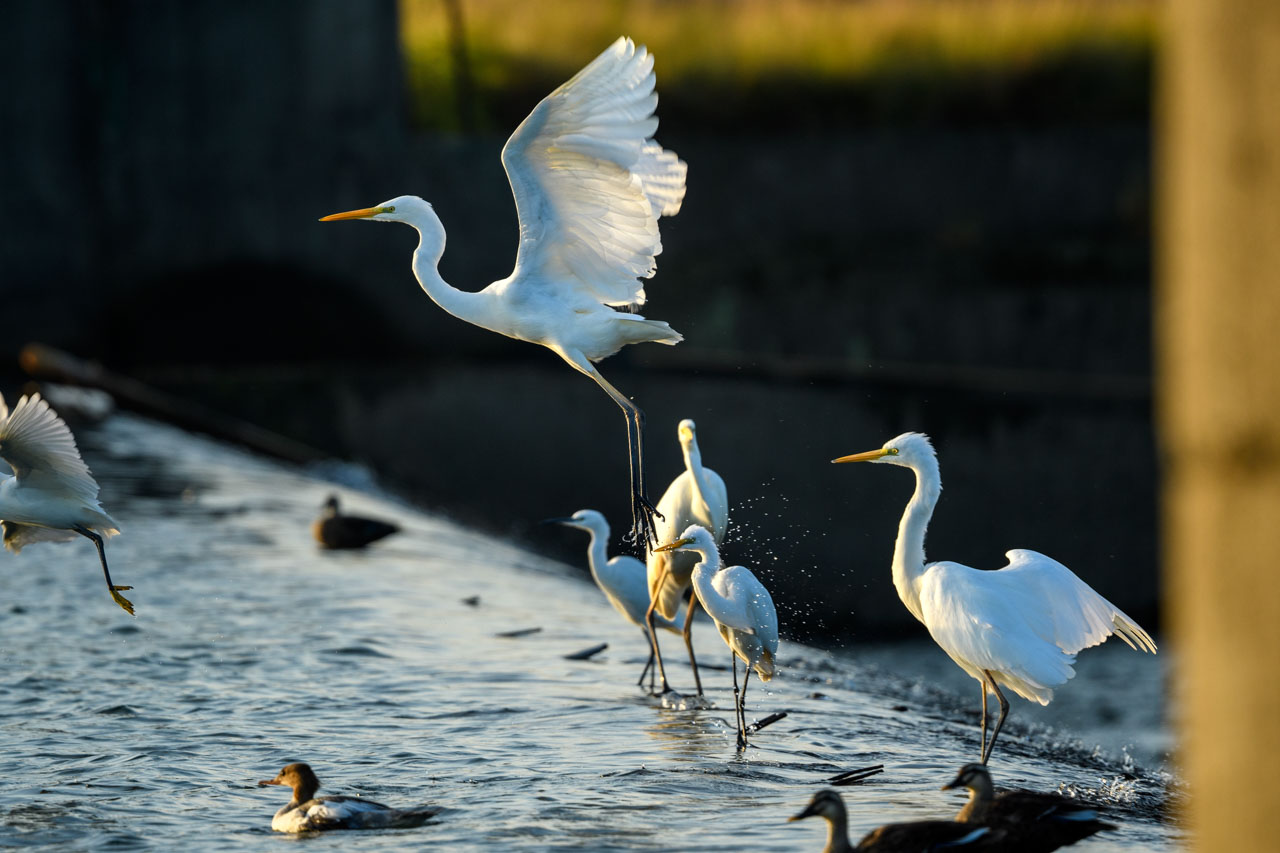 Birds gather near the sluice gate. A great egret takes off.