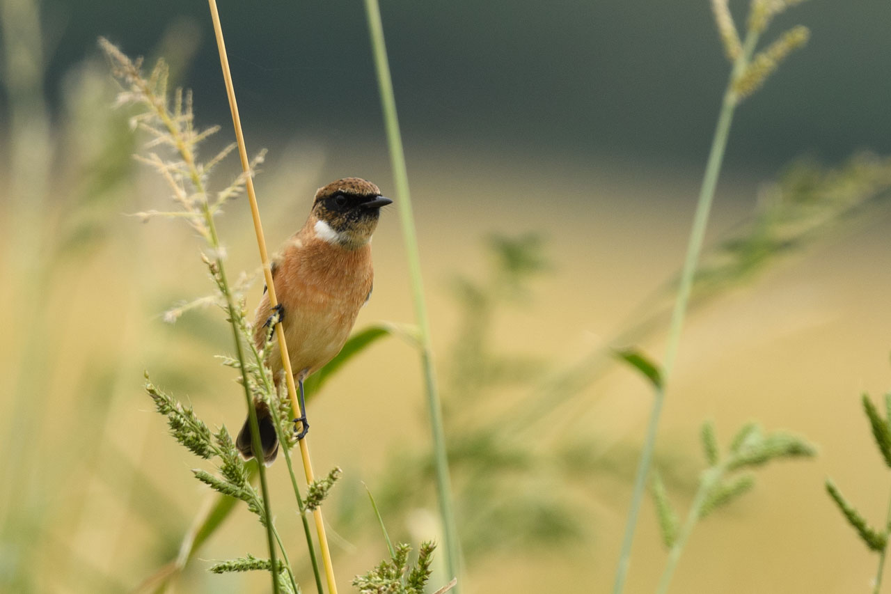 Siberian Stonechat perching on an ear of rice
