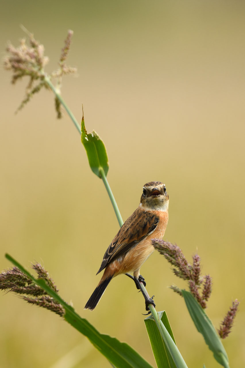 Siberian Stonechat perching on an ear of rice