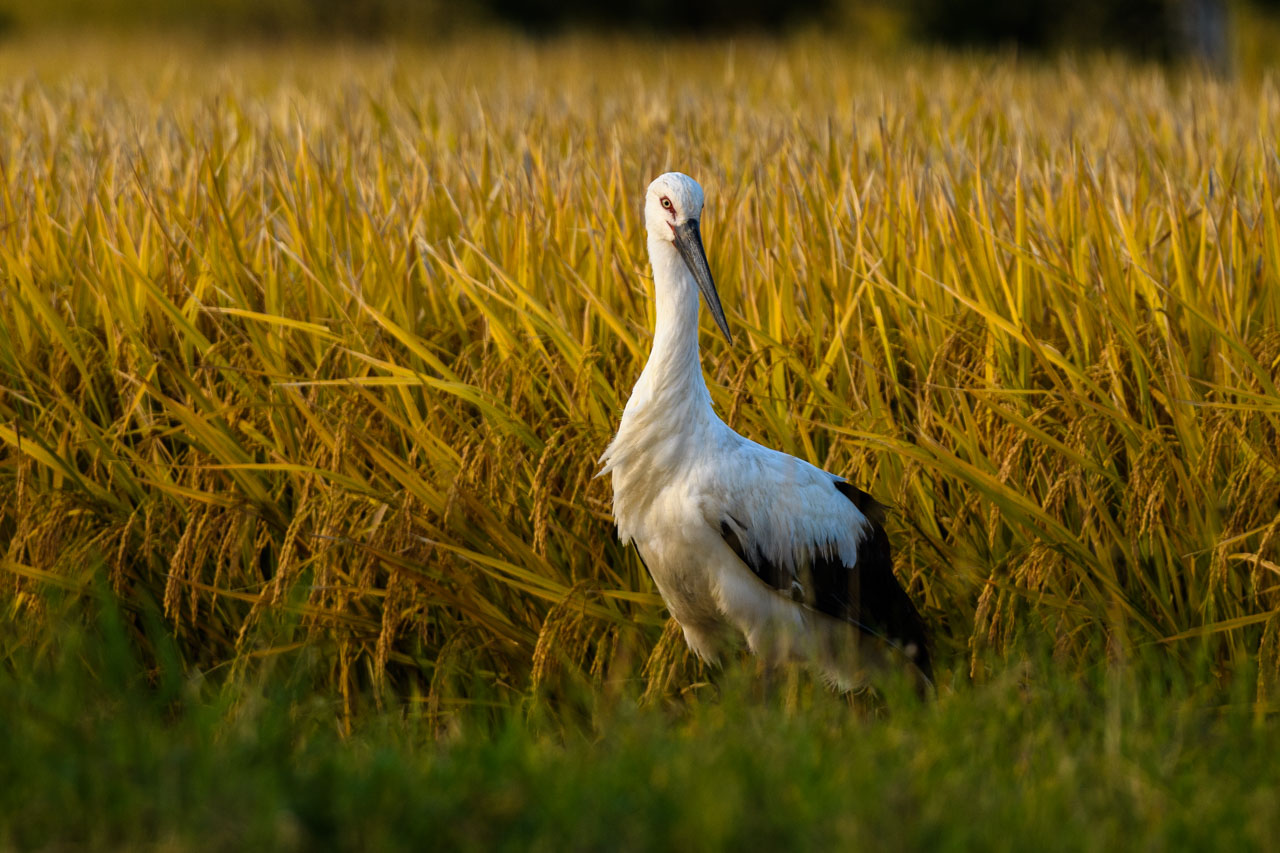 An Oriental Stork standing against the backdrop of rice paddies