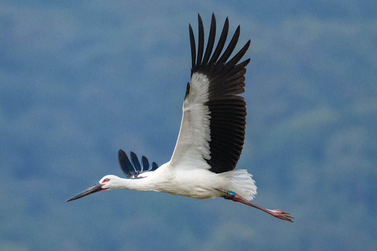 a flying Oriental Stork