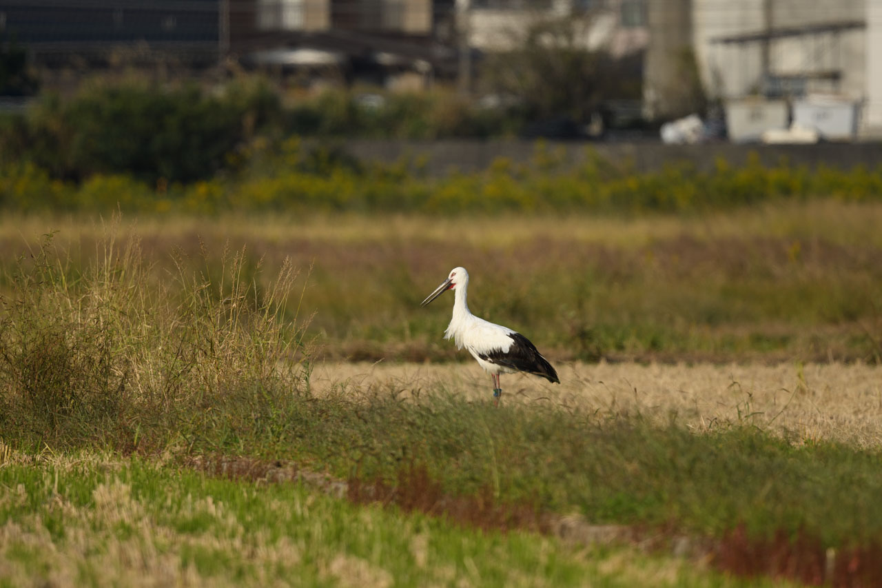 An Oriental Stork standing in rice paddies