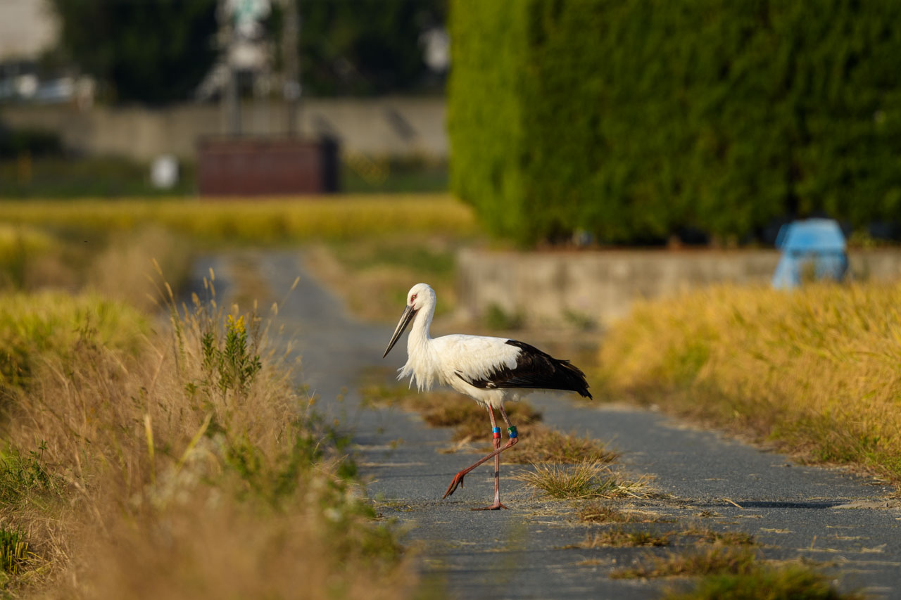 An Oriental Stork crossing the road