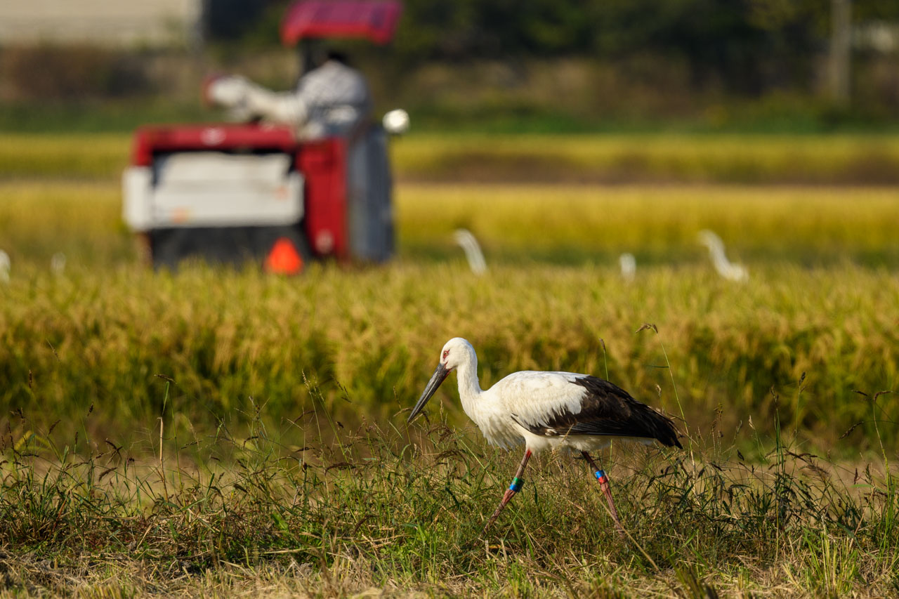 An Oriental Stork walking with rice harvest in the background