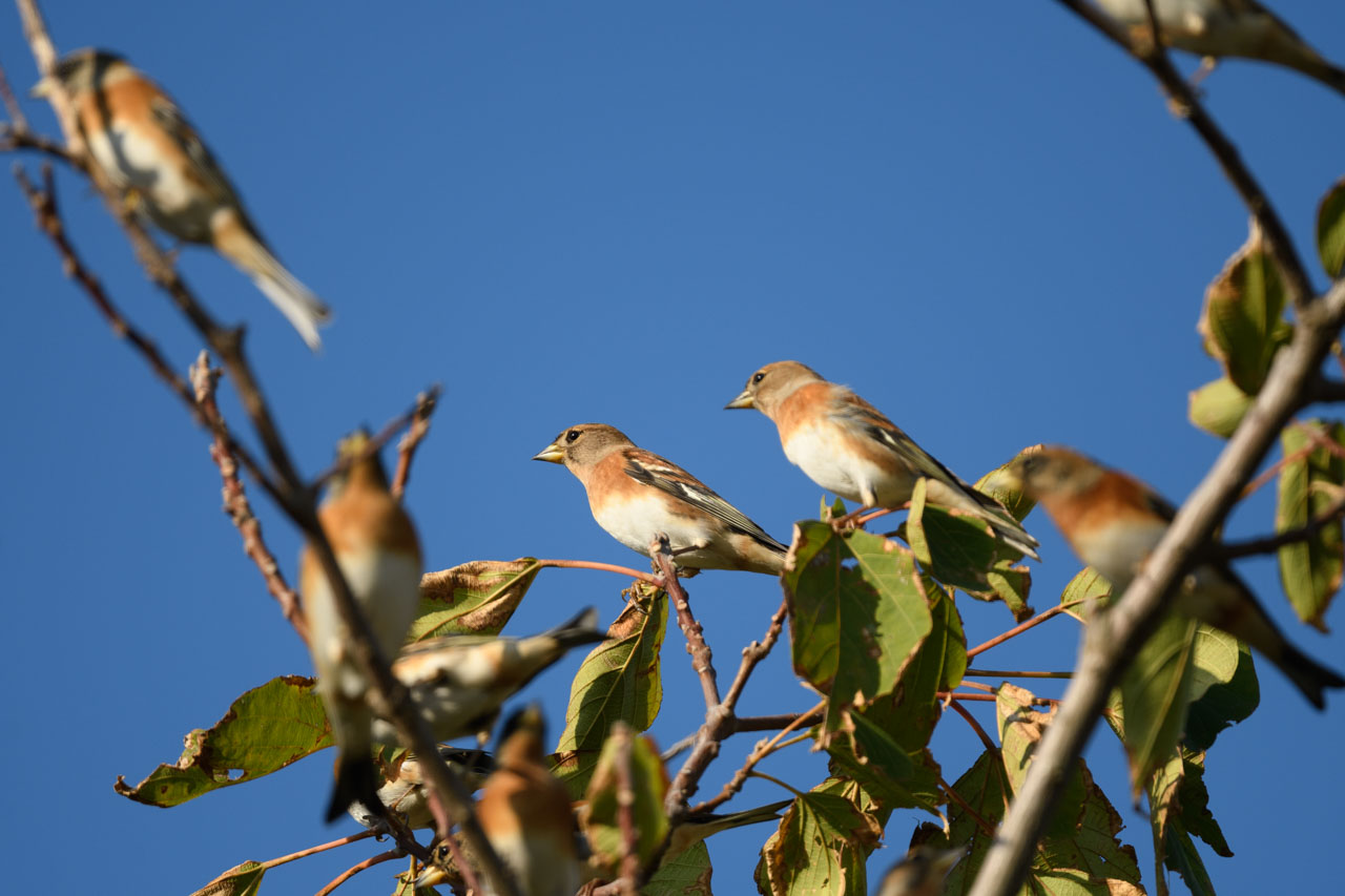 A flock of Bramblings perches on a tree against a blue sky. The morning sun shines on them.