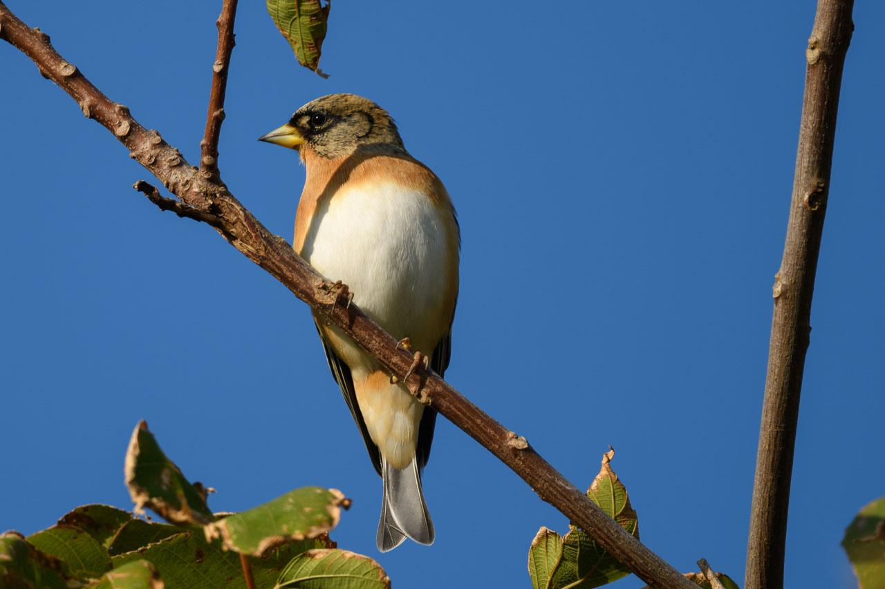A Brambling with facial patterns like ears drawn in lines.