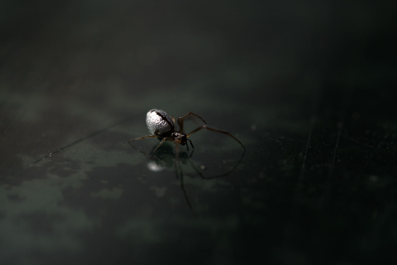 Small spider with metallic luster