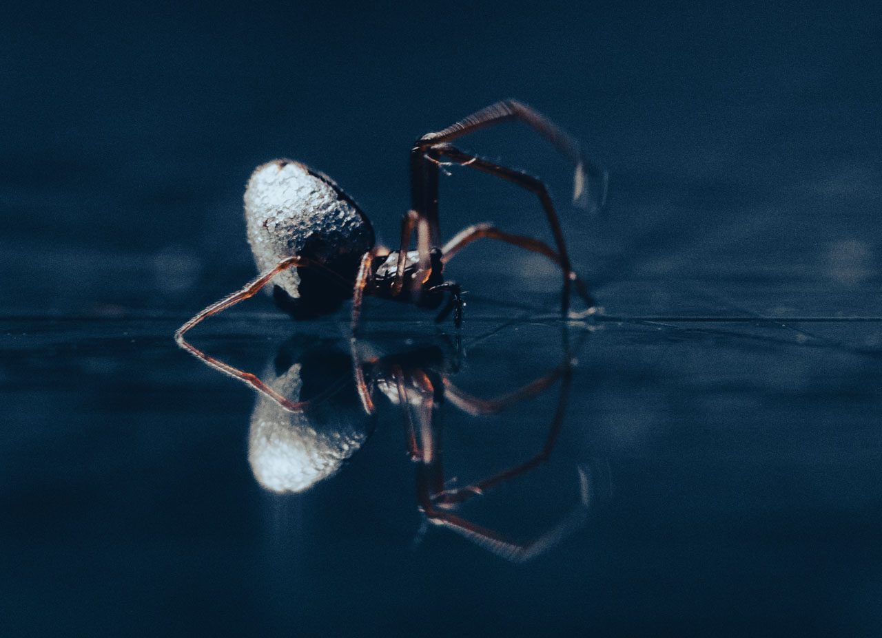 A walking silver freeloader spider. The figure can be seen reflected below.