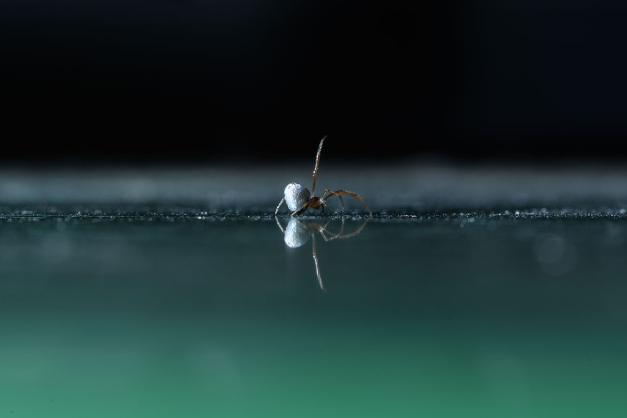 Macro photo of Silver freeloader spider (Argyrodes bonadea)