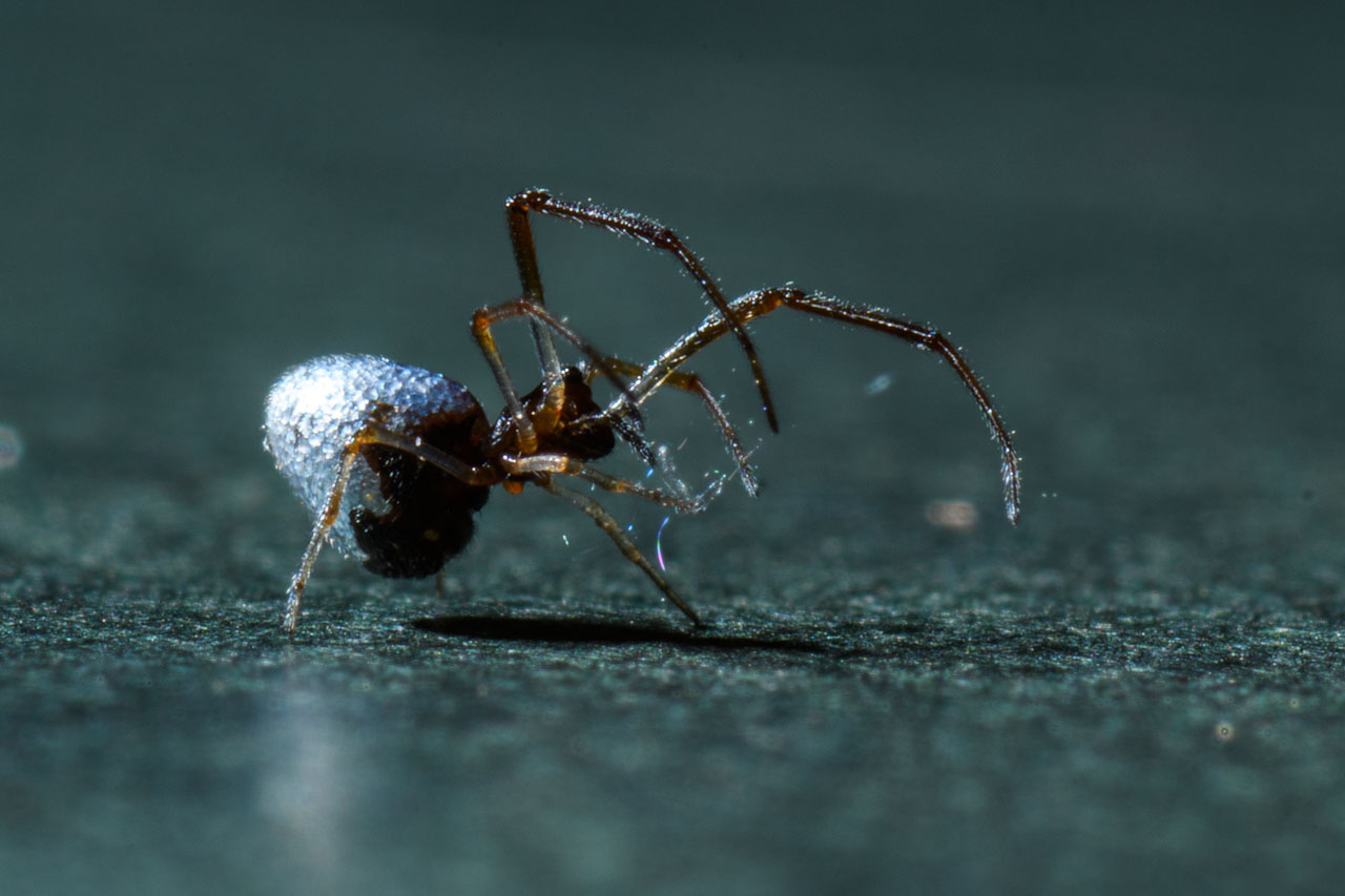 a silver freeloader spider that produces thread