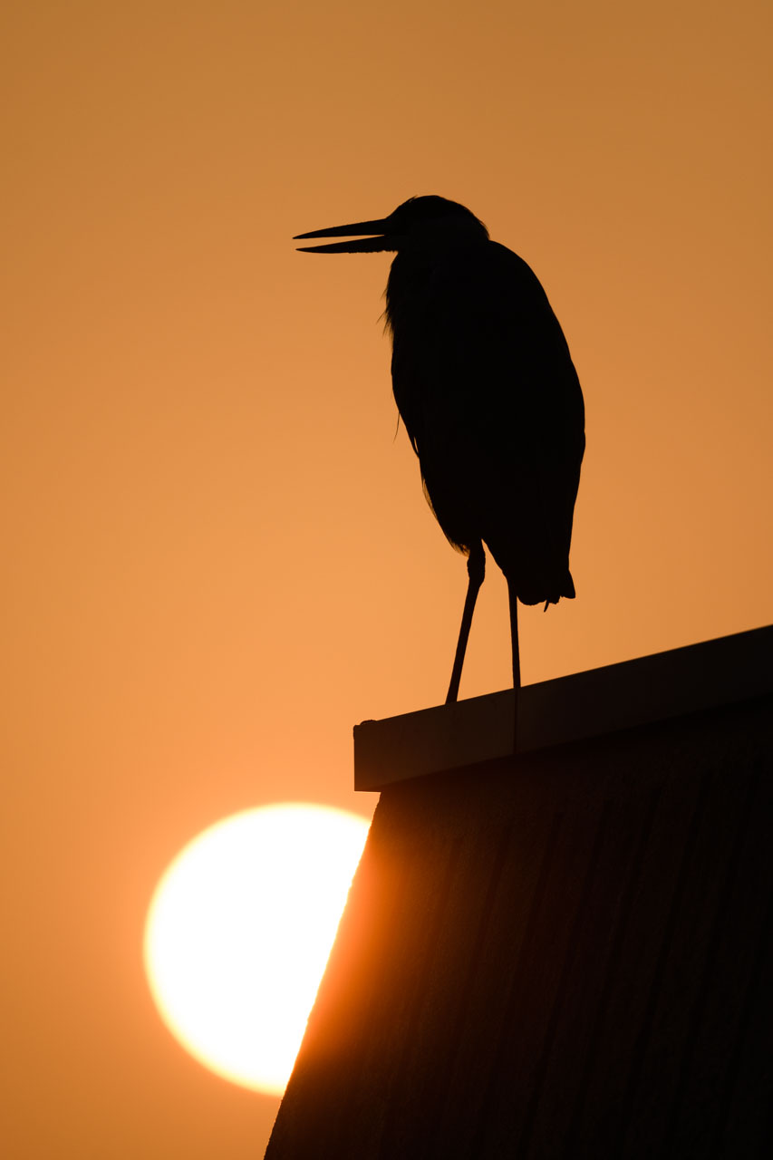 Morning sun and a Grey heron silhouette, background tinted orange